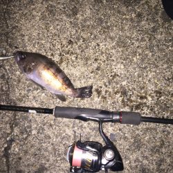 今日もメバリング